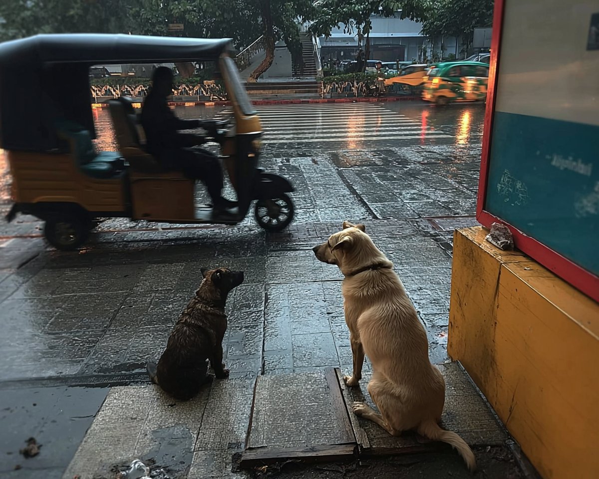 L'Inde abandonne son projet d'élimination des chiens errants à Delhi