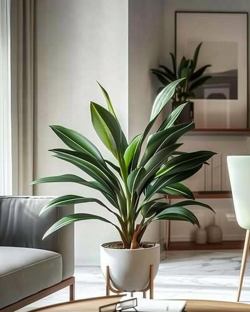 15 Best Low-Light Indoor Corner Plants for Any Room