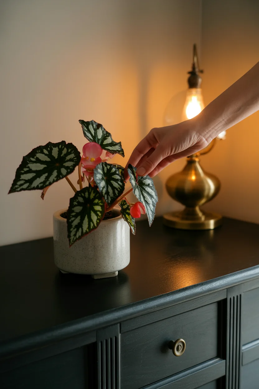 popular house plants