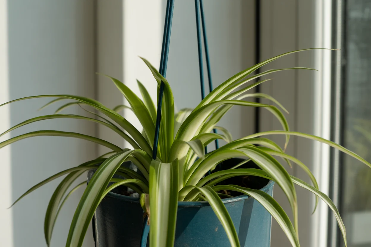 spider Plant care