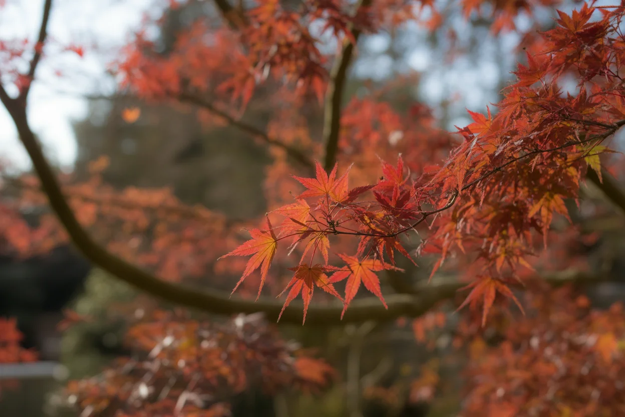 Flower Bed Japanese Maple